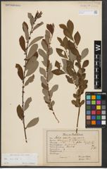 Foto von Salix aurita L.